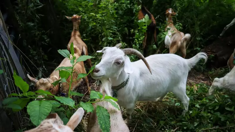 Goats are cute, hungry, and may save California