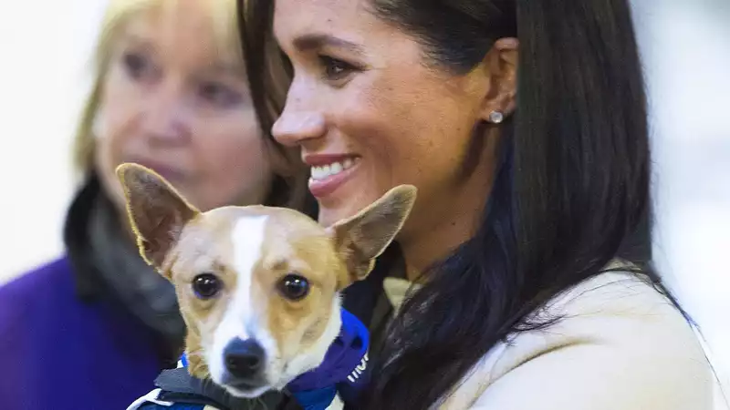 Meghan Markle quietly sponsors Mayhew kennel in Archie Harrison's name