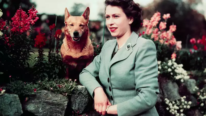 What happens to the Queen's dogs after the Queen's passing?