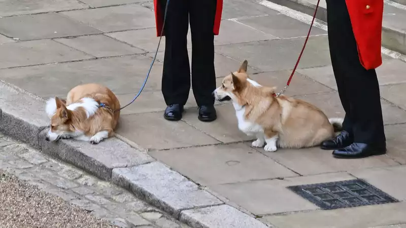 The late queen's corgi, a big hit at the coronation.